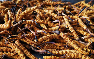 冬蟲夏草多長時(shí)間形成一根？自然孕育與人工培育的周期密碼