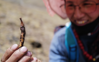 冬蟲夏草采挖季：在雪域高原與時間賽跑