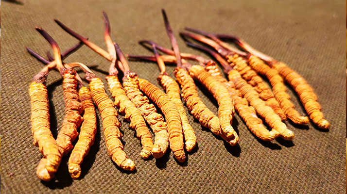 冬蟲(chóng)夏草泡水：每次放多少水才合適？