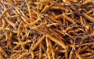 冬蟲夏草專業(yè)存放指南：這樣存，品質(zhì)不打折