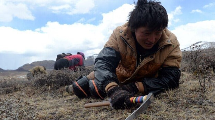 那曲<a href=http://www.shjiuxinzc.com/sdph/wacr/ target=_blank class=infotextkey>挖草人</a>阿旺的蟲草采摘時間表 