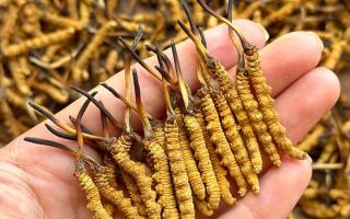 冬蟲夏草專家詳解：不同形態(tài)蟲草的保存方法與時限，避免營養(yǎng)白白流失