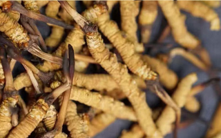 野生冬蟲夏草多少錢一斤？2025 年市場行情全解析