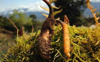 野生冬蟲(chóng)夏草長(zhǎng)什么樣？我跟你嘮嘮