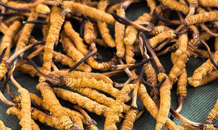 燉了二十年蟲草湯，這口感我太熟了，跟你細(xì)細(xì)說