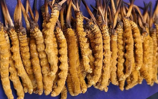 挖了三十年蟲草，這些采摘的苦，沒經(jīng)歷過的人真不懂