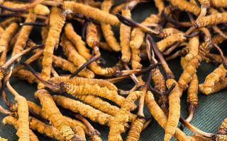 燉了二十年蟲草湯，這口感我太熟了，跟你細細說