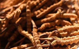 冬蟲夏草采后保存指南：鎖住營養(yǎng)，延長鮮度?