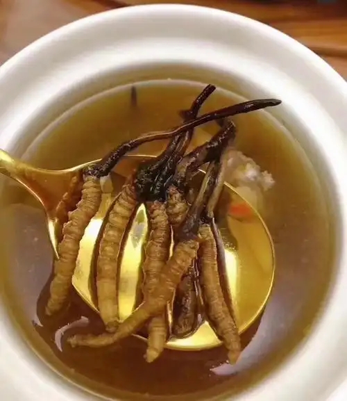 冰糖燉冬蟲夏草的做法，有什么功效?
