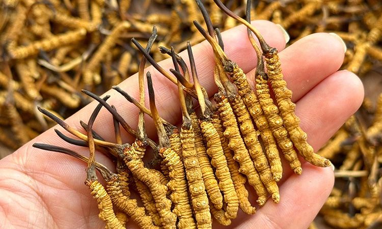 冬蟲(chóng)夏草保存期多久