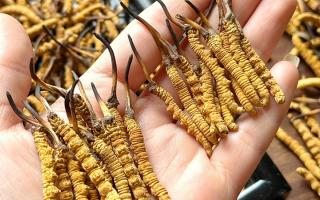 東強堂科普：雪山冬蟲夏草無“葉”！那曲珍品的草頭形態(tài)藏著品質密碼