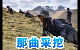 東強(qiáng)堂·那曲/玉樹蟲草：雪域秘境孕育的滋補(bǔ)瑰寶