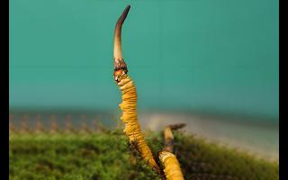  雪山冬蟲夏草的生長周期是多久？