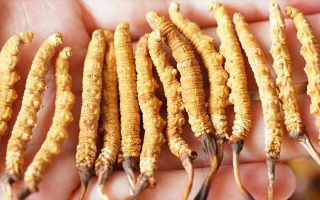 四歲寶寶能吃冬蟲夏草嗎？藏農(nóng)神草：科學(xué)滋養(yǎng)，守護(hù)孩童成長元氣